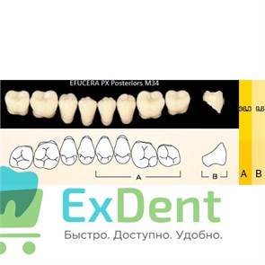 {{photo.Alt || photo.Description || 'Гарнитур боковых зубов  Efucera PX - нижние, цвет A2 фасон 34, композитные трехслойные (8шт)'}}