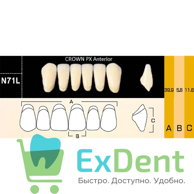 Гарнитур фронтальных зубов  Crown PX - нижние, цвет A2 фасон N71L, композитные трехслойные (6шт) - фото 39959