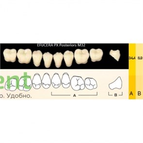 {{photo.Alt || photo.Description || 'Гарнитур боковых зубов  Efucera PX - нижние, цвет A1 фасон 32, композитные трехслойные (8шт)'}}