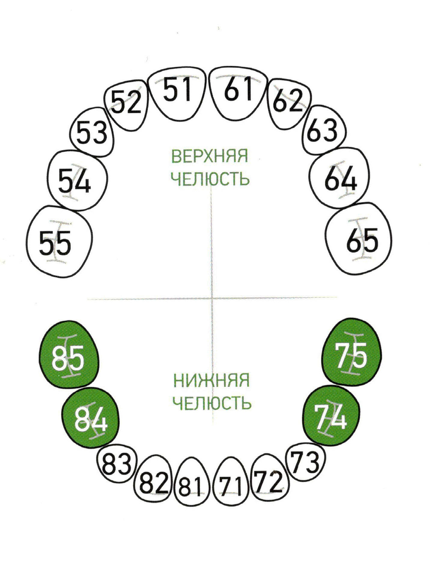 Детские зубы схема с номерами