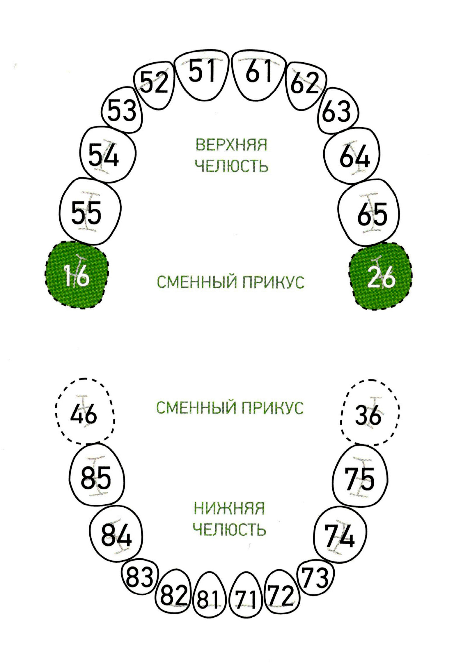 Номера молочных зубов у детей в стоматологии схема